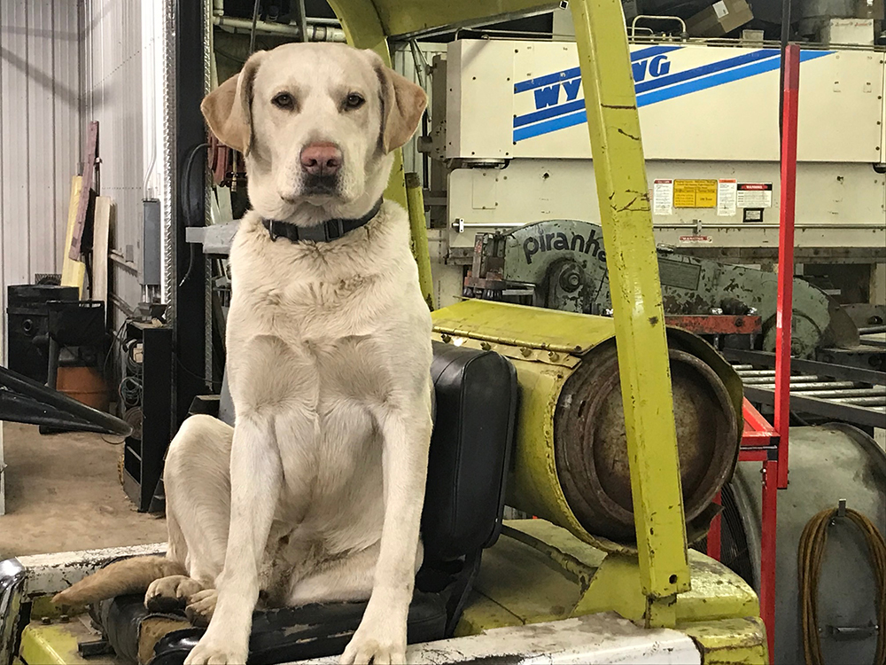 white labrador shop mascot